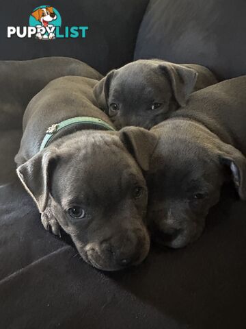 Purebred Blue English Staffordshire pups