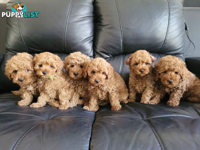 TOY CAVOODLE