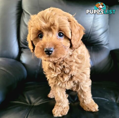 TOY CAVOODLE