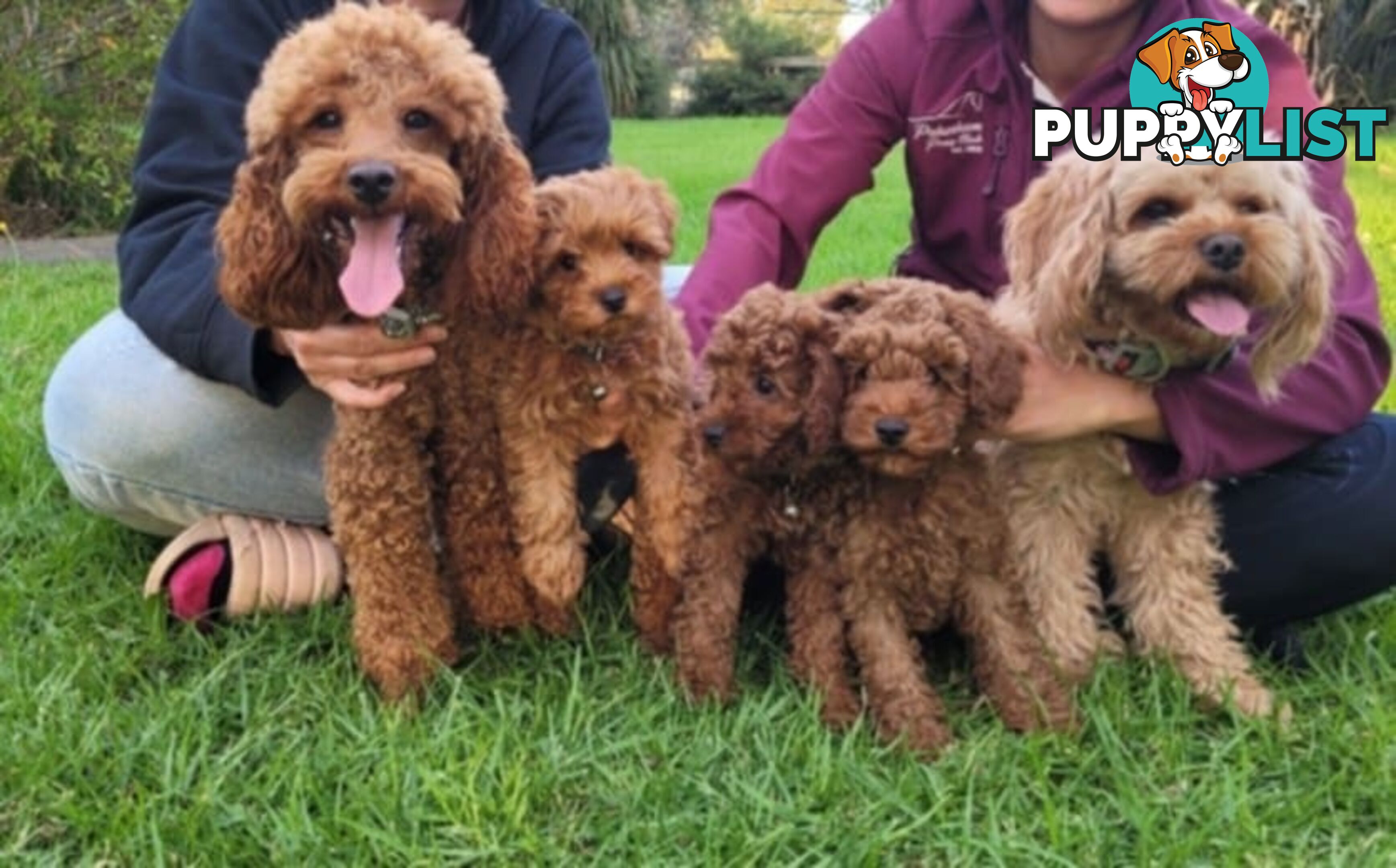RUBY CAVOODLE PUPPIES