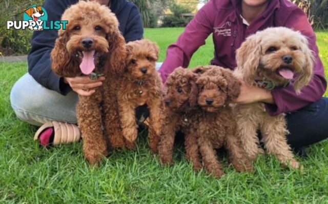 RUBY CAVOODLE PUPPIES