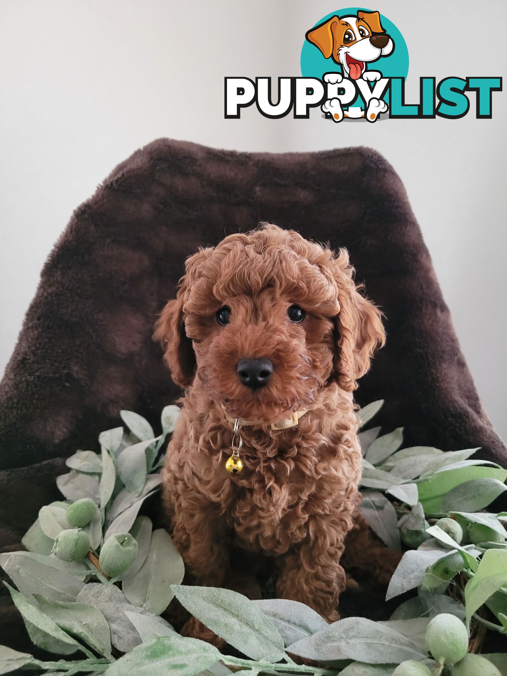 RUBY CAVOODLE PUPPIES