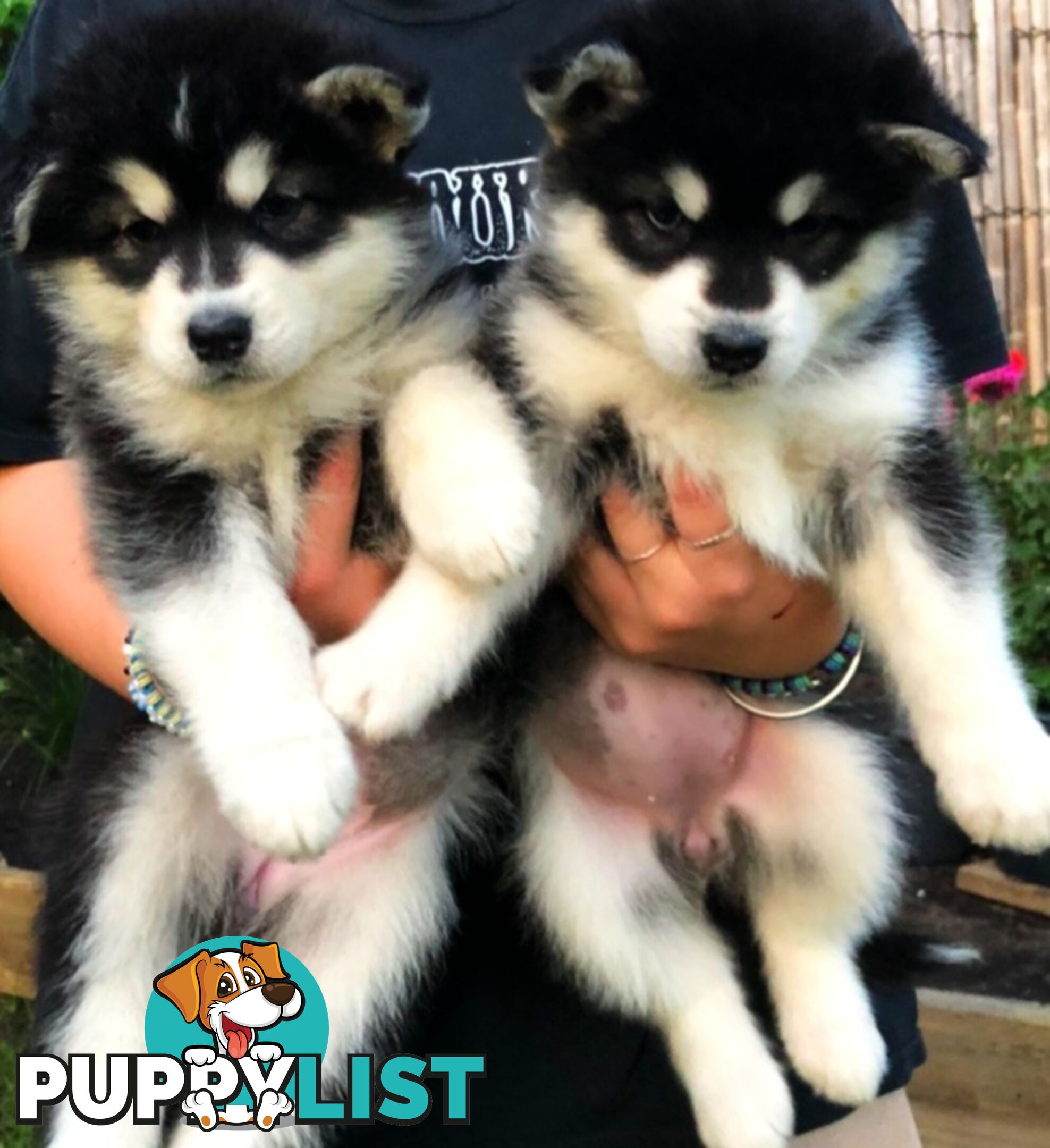 Purebred Alaskan Malamute Puppies