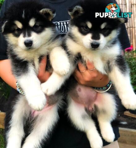 Purebred Alaskan Malamute Puppies