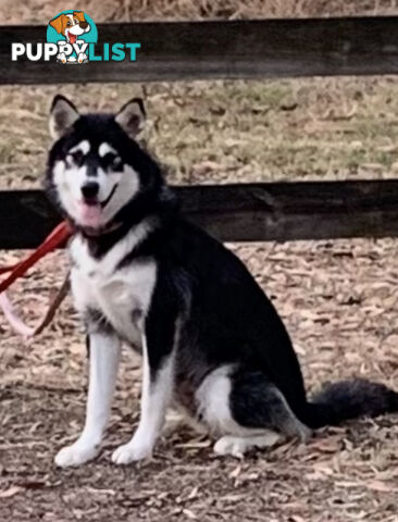 Purebred Alaskan Malamute Puppies