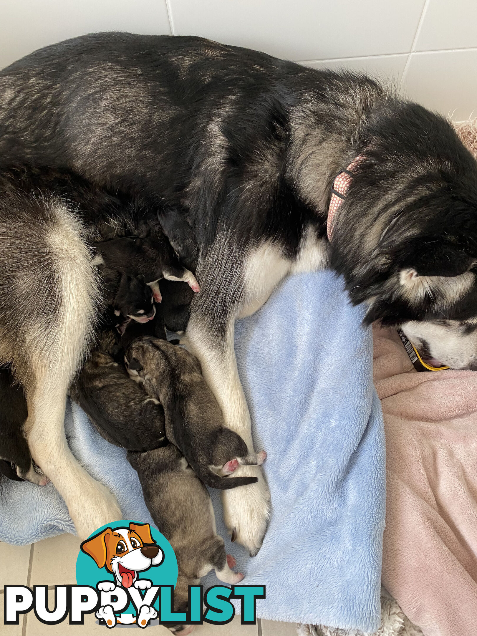 Purebred Alaskan Malamute Puppies