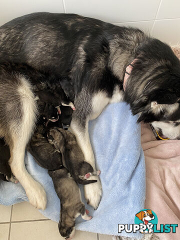 Purebred Alaskan Malamute Puppies