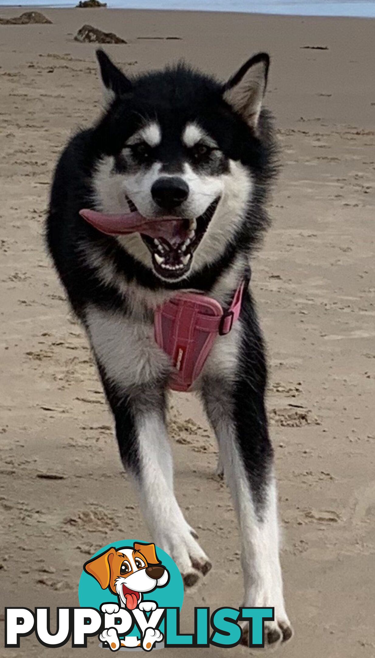 Purebred Alaskan Malamute Puppies