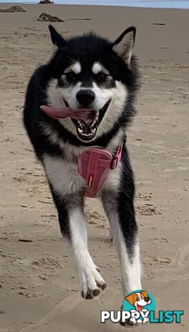 Purebred Alaskan Malamute Puppies