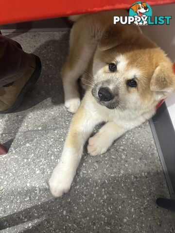 Japanese Akita