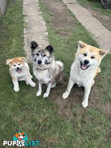 Japanese Akita