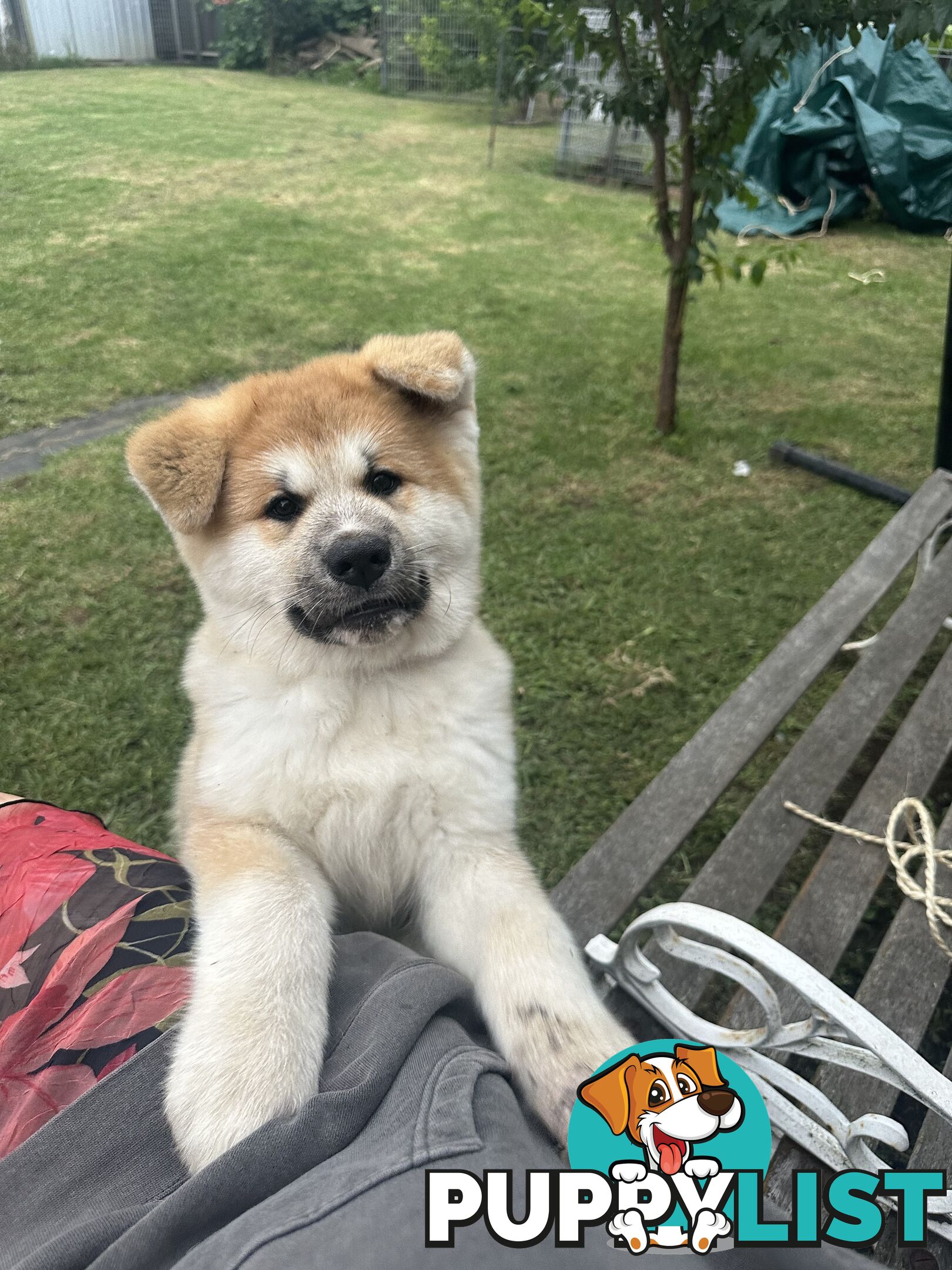 Japanese Akita