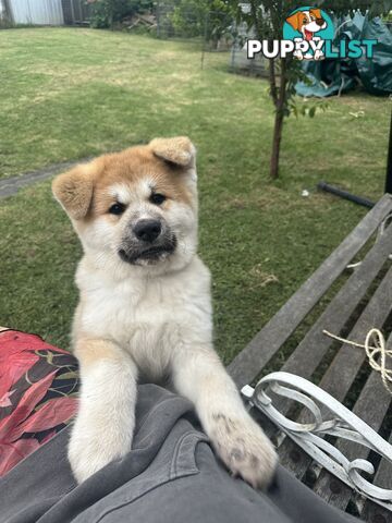 Japanese Akita