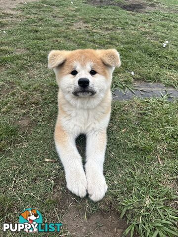 Japanese Akita