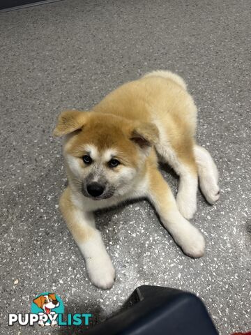 Japanese Akita