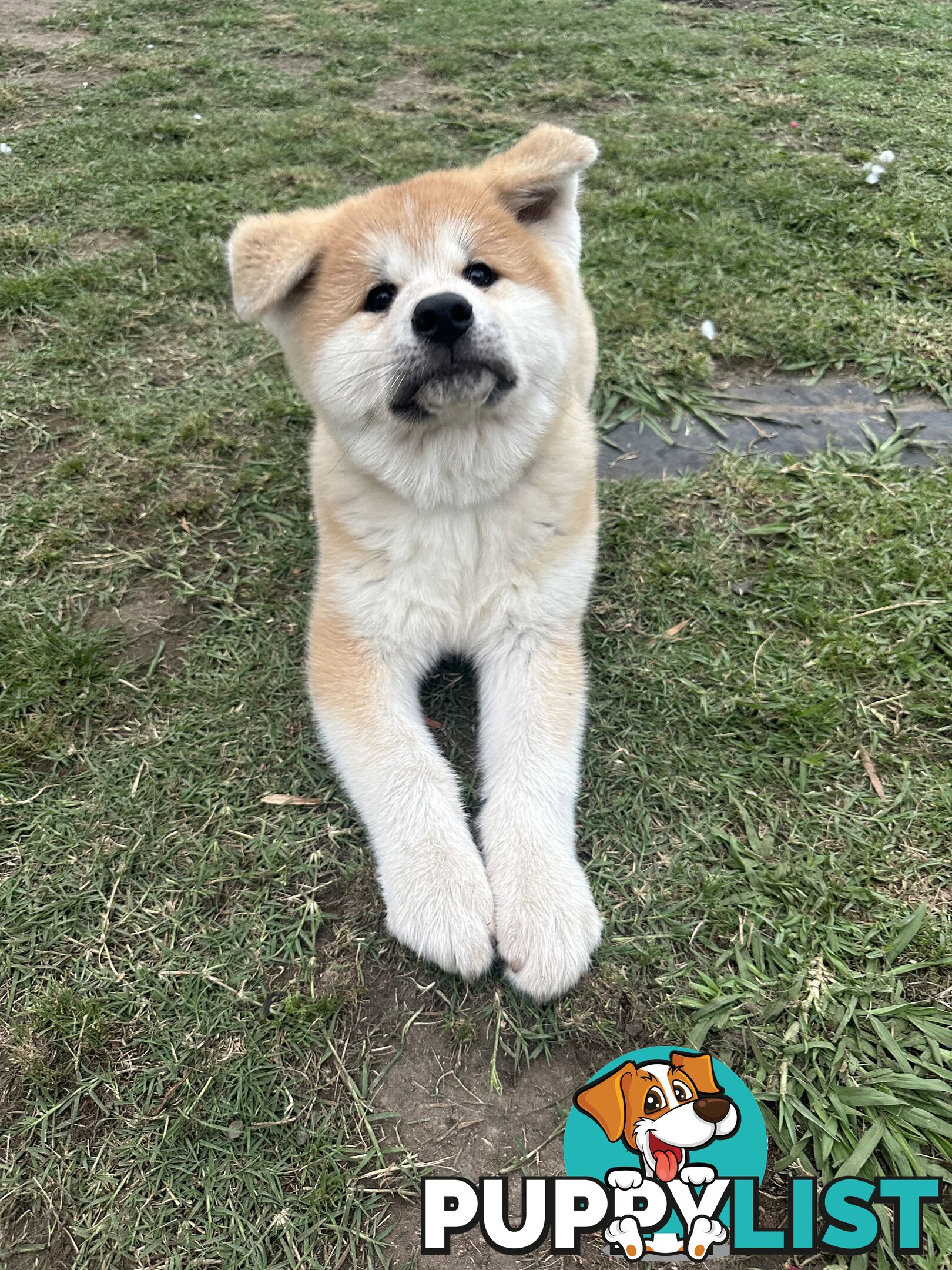 Japanese Akita