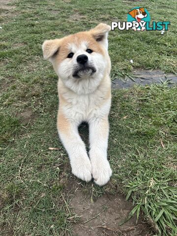 Japanese Akita