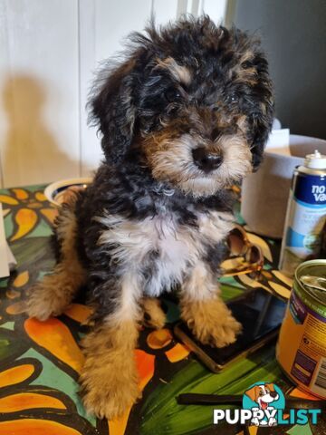 Moodles (Poodle x Maltese)