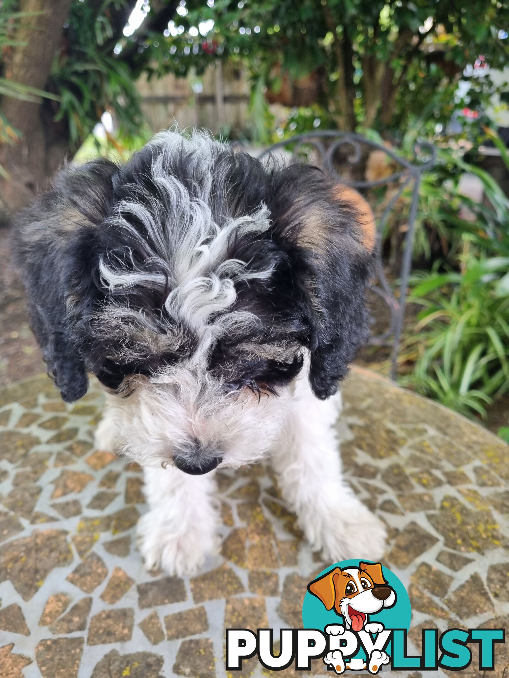 Moodles (Poodle x Maltese)