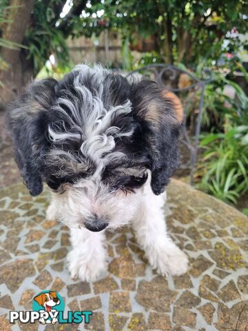 Moodles (Poodle x Maltese)