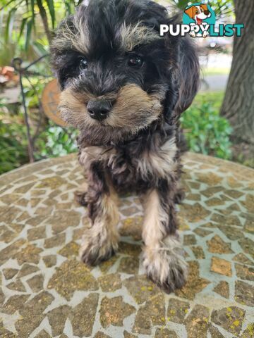 Moodles (Poodle x Maltese)