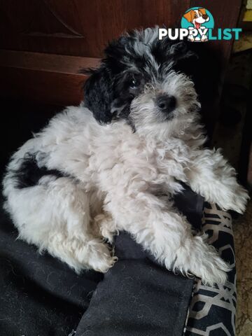 Moodles (Poodle x Maltese)