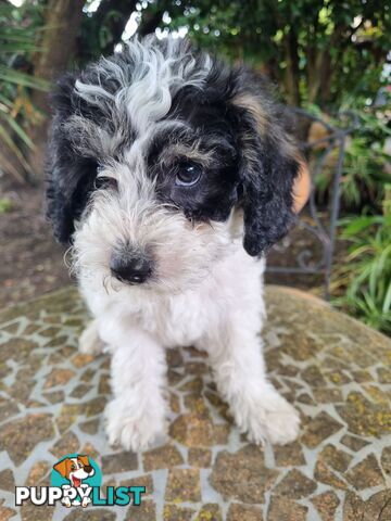 Moodles (Poodle x Maltese)