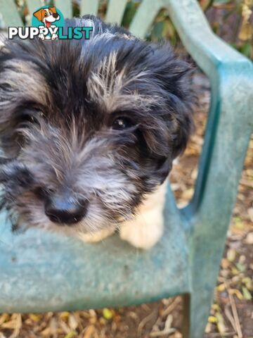 Moodles (Poodle x Maltese)