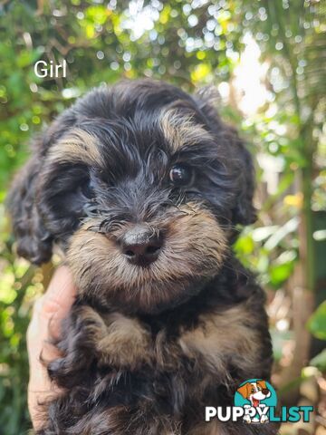 Moodles (Poodle x Maltese)