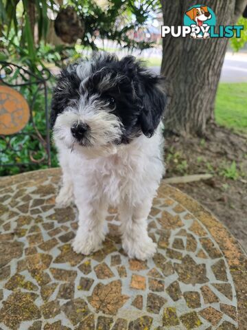 Moodles (Poodle x Maltese)