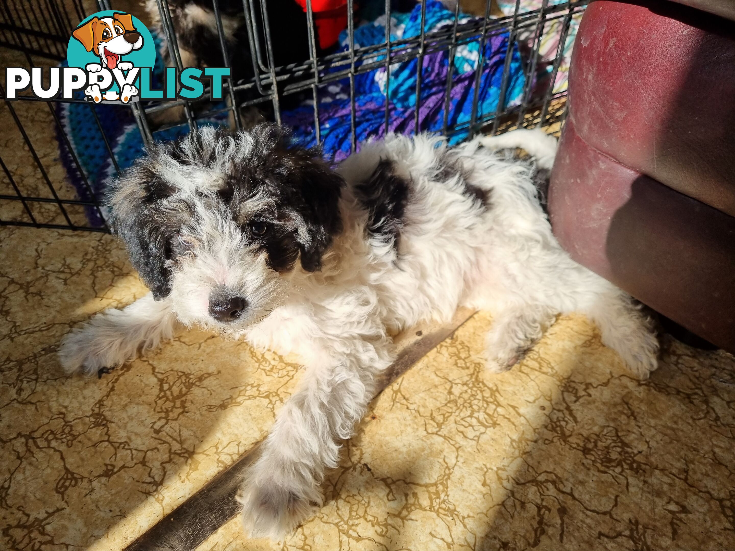 Moodles (Poodle x Maltese)