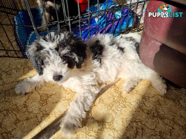 Moodles (Poodle x Maltese)