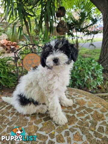 Moodles (Poodle x Maltese)