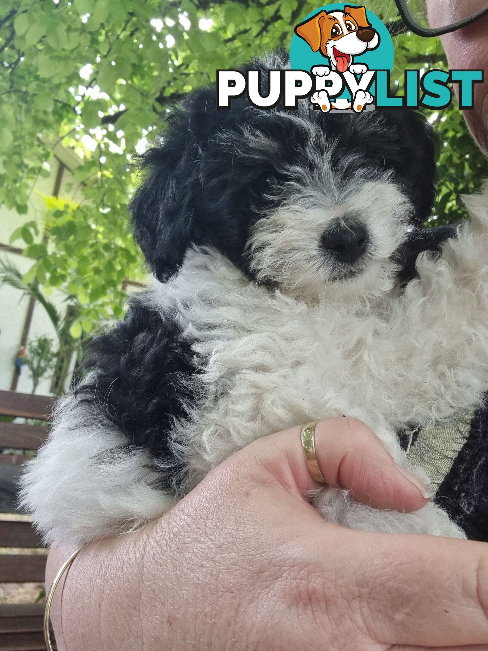 Moodles (Poodle x Maltese)