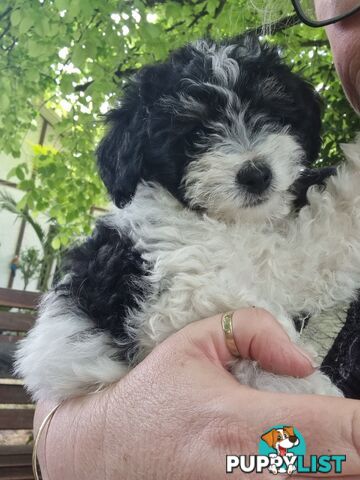 Moodles (Poodle x Maltese)