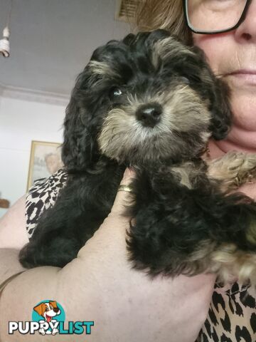 Moodles (Poodle x Maltese)