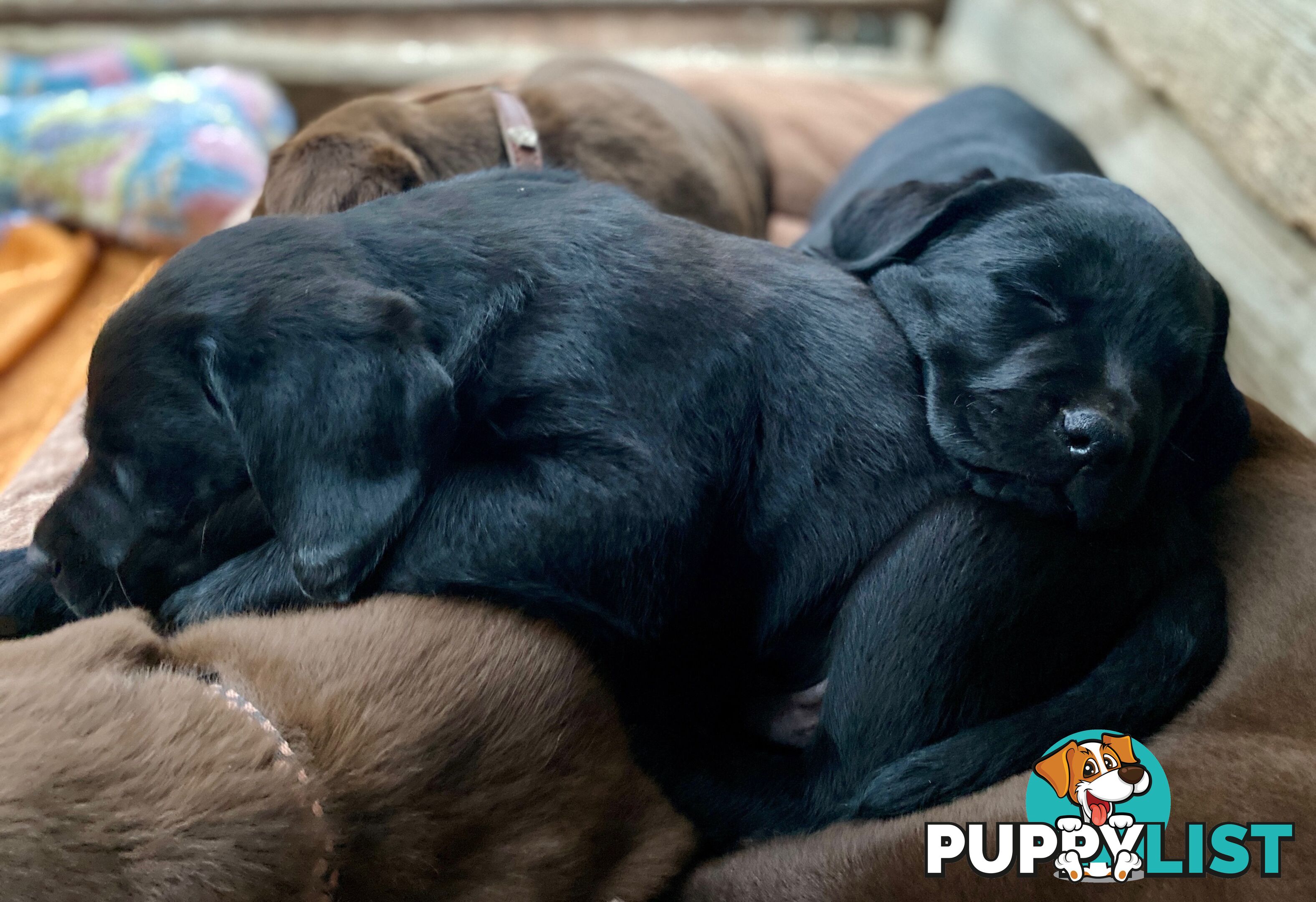 4 x Purebred Labrador Puppies