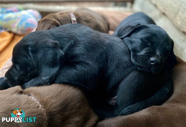 4 x Purebred Labrador Puppies