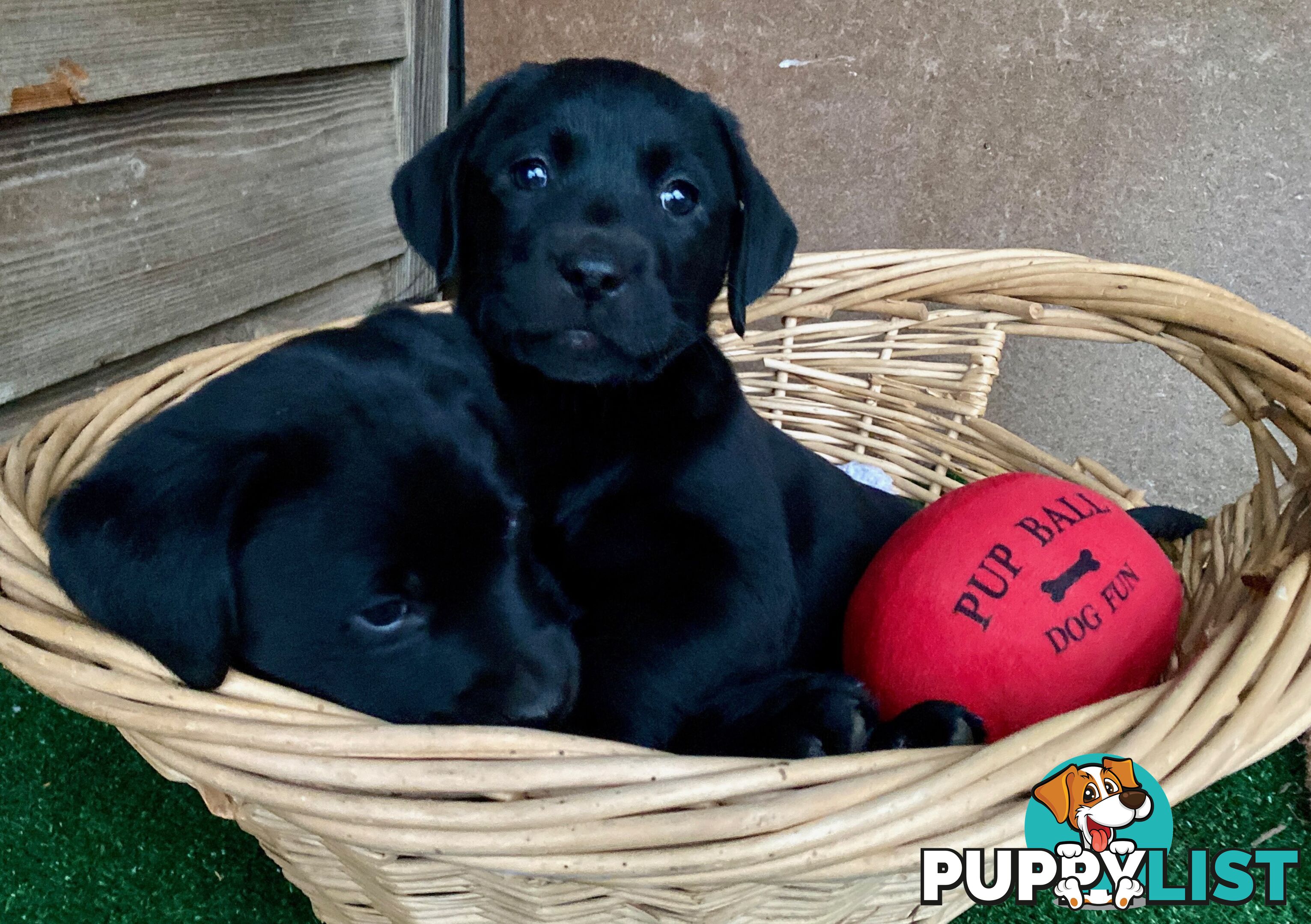 4 x Purebred Labrador Puppies