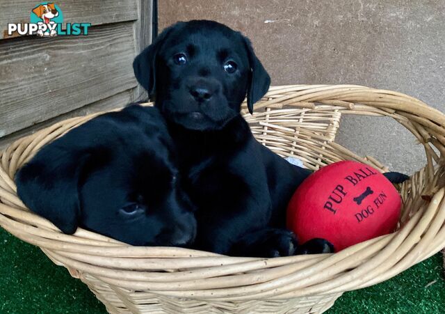 4 x Purebred Labrador Puppies