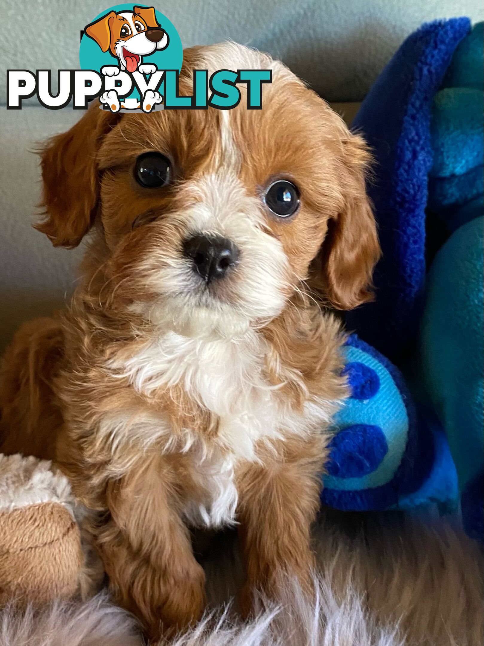Cavoodle Puppies