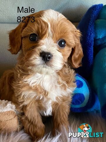 Cavoodle Puppies