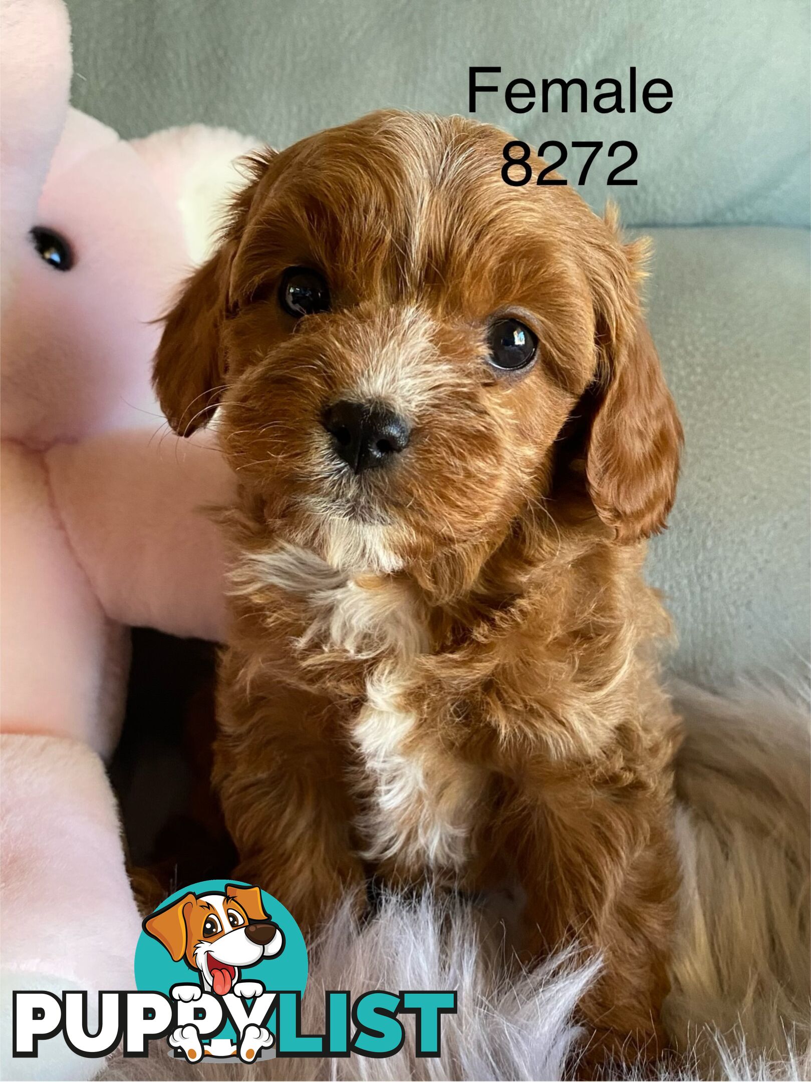 Cavoodle Puppies