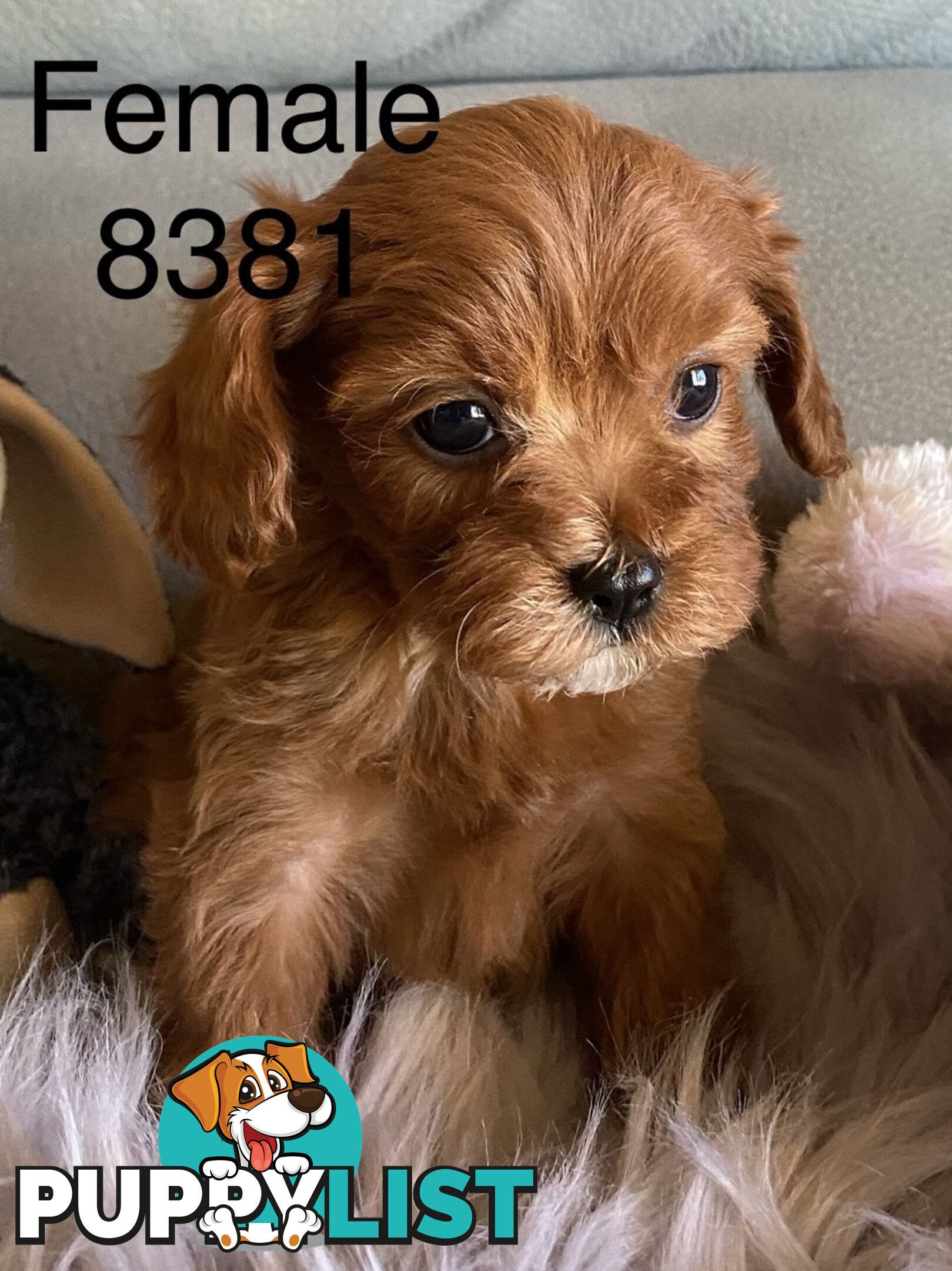 Cavoodle Puppies