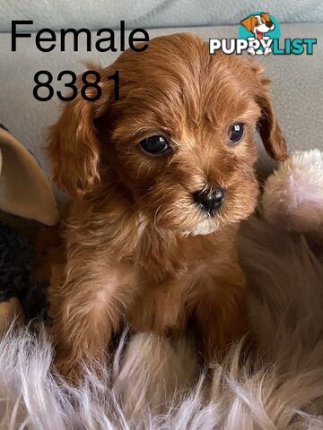 Cavoodle Puppies