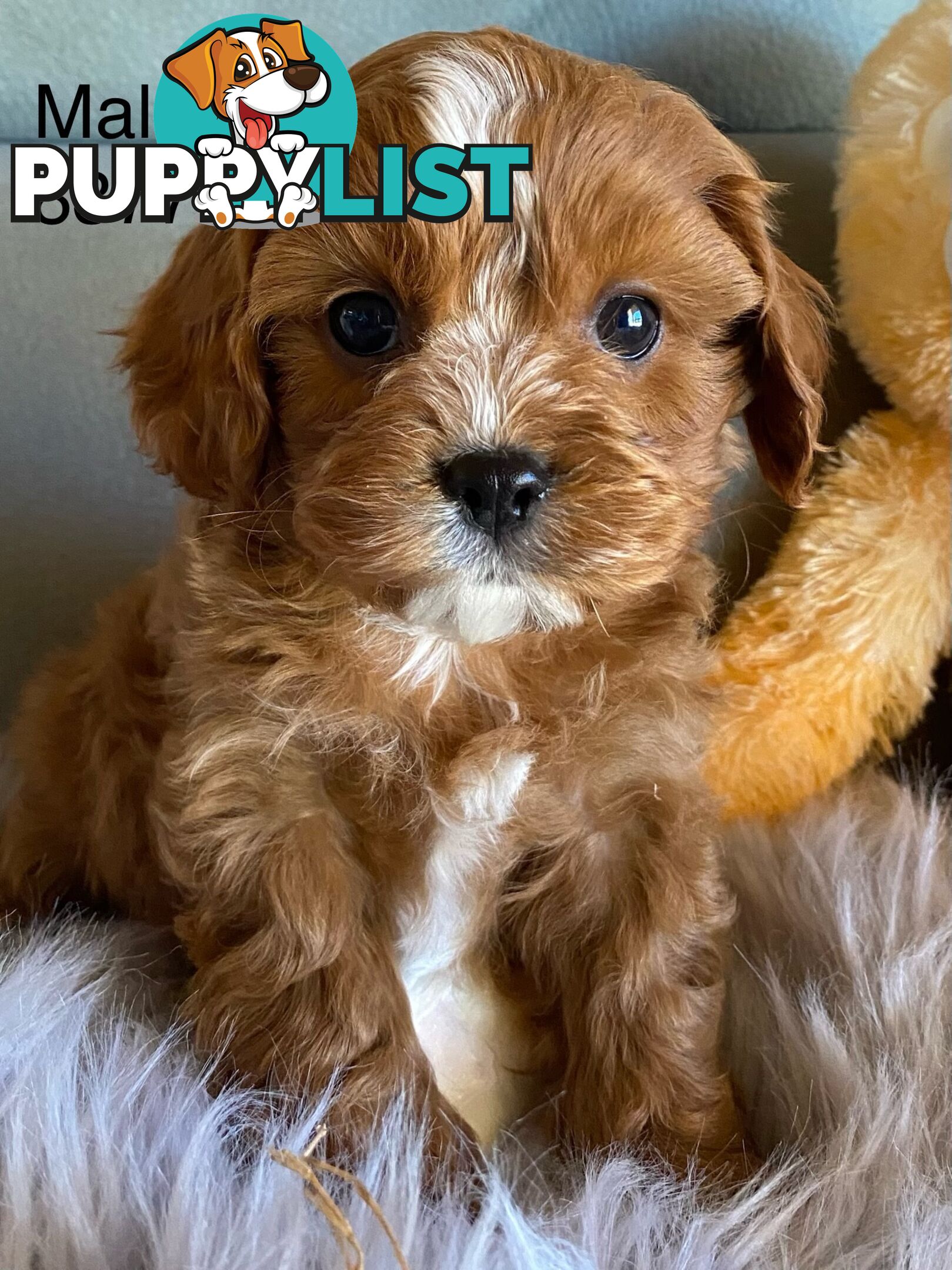 Cavoodle Puppies
