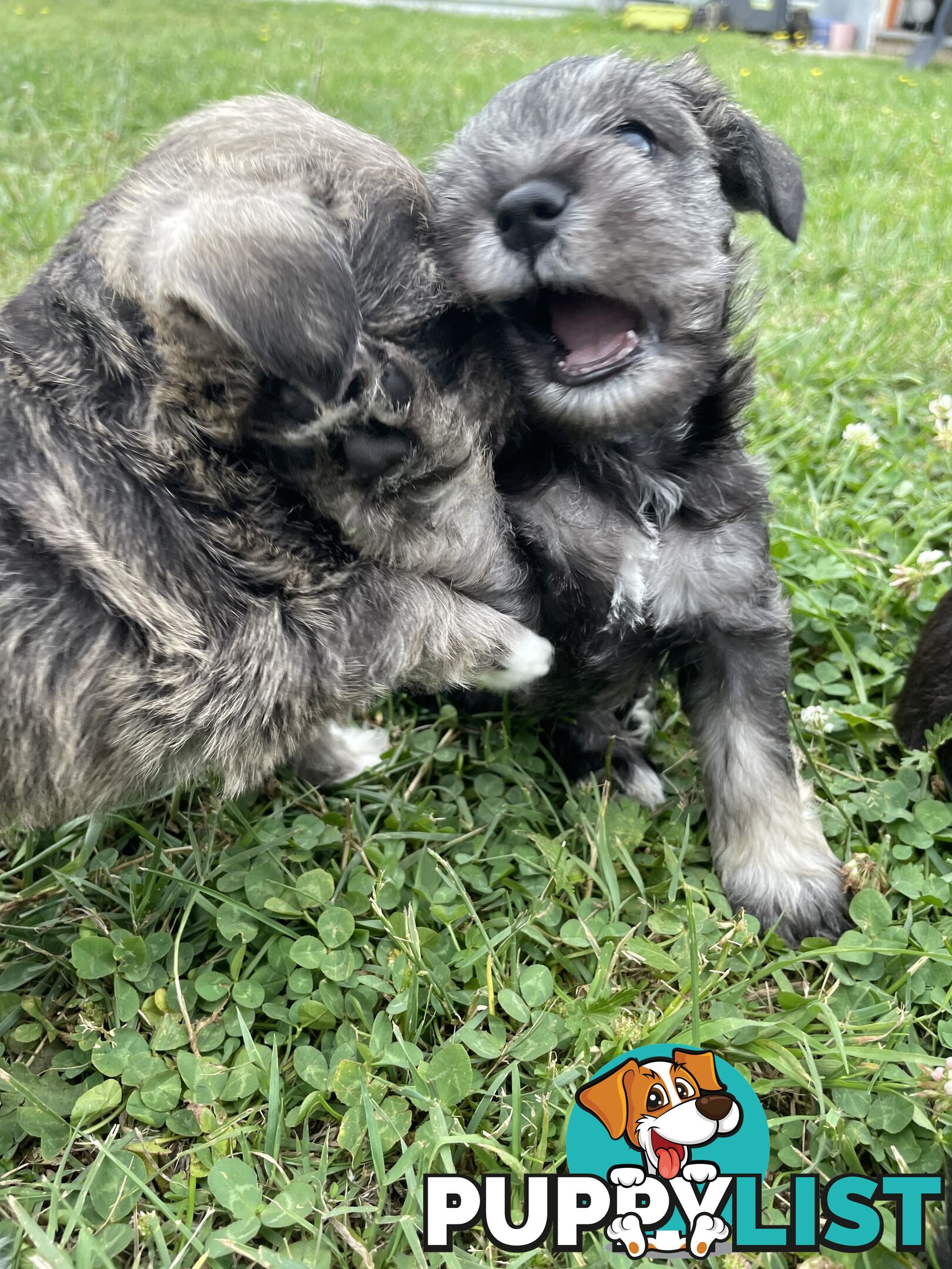 Meet your new best friend at Christmas- Miniature Schnauzers