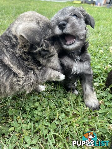 Meet your new best friend at Christmas- Miniature Schnauzers