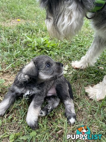 Meet your new best friend at Christmas- Miniature Schnauzers