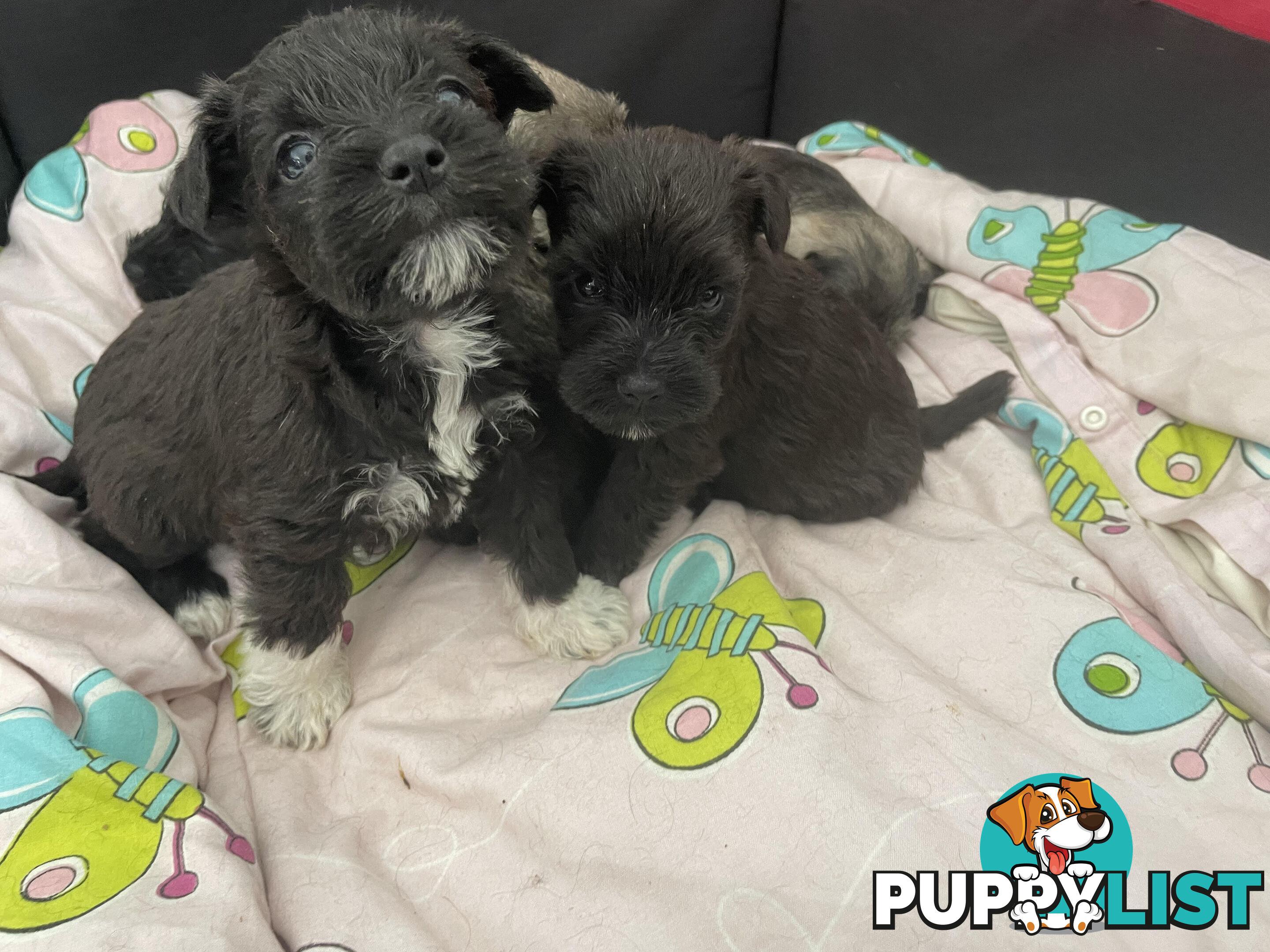 Meet your new best friend at Christmas- Miniature Schnauzers